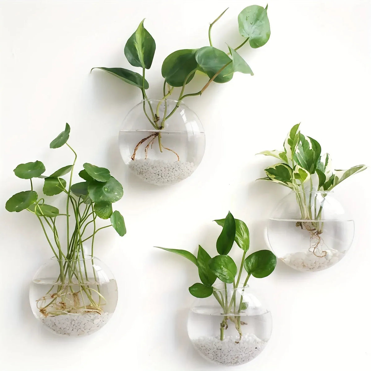 Floreva Wall Hanging Glass Terrarium