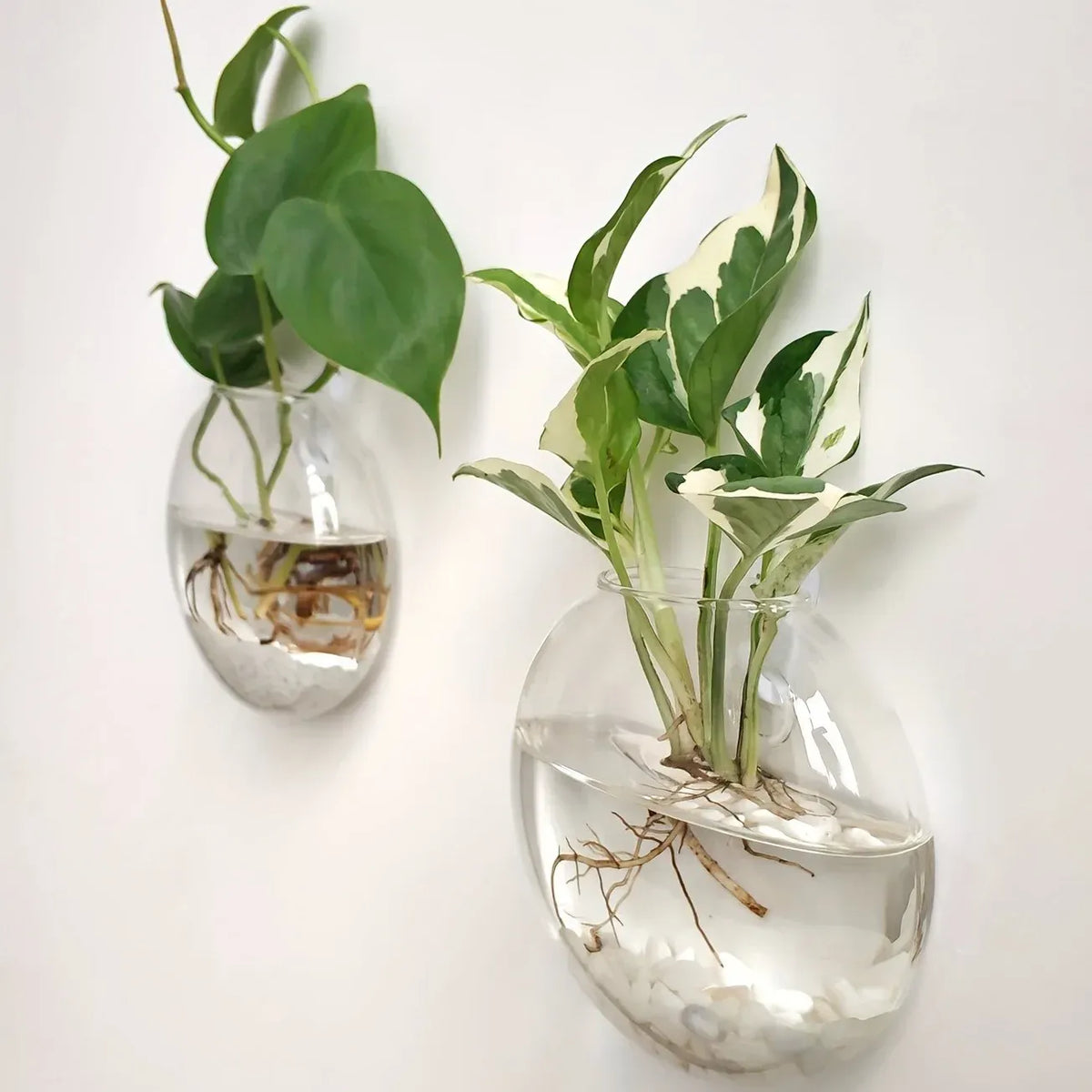 Floreva Wall Hanging Glass Terrarium