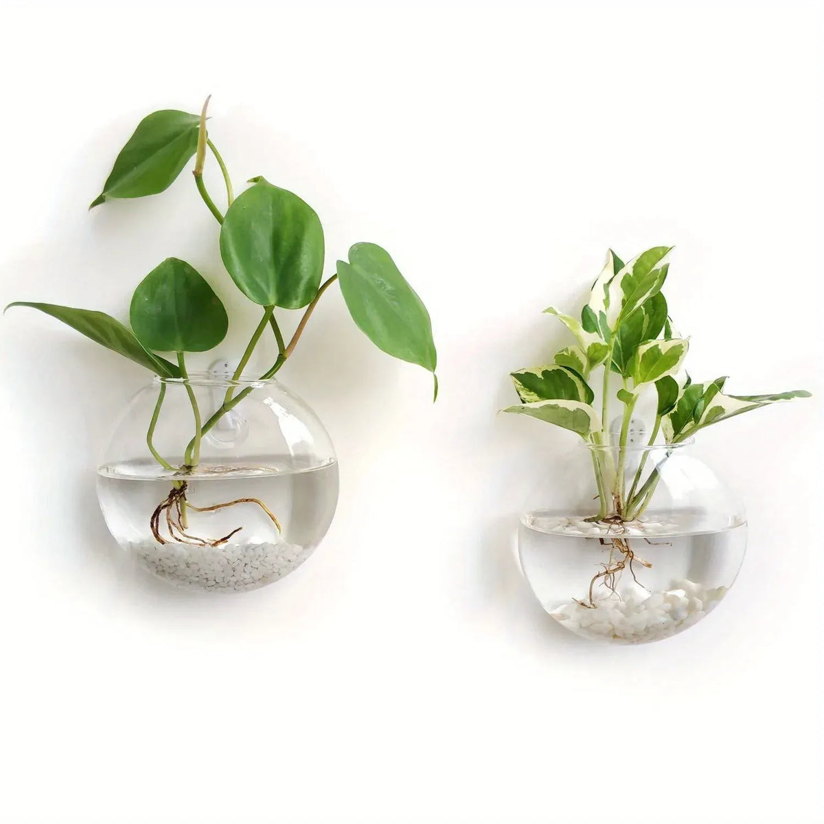Floreva Wall Hanging Glass Terrarium